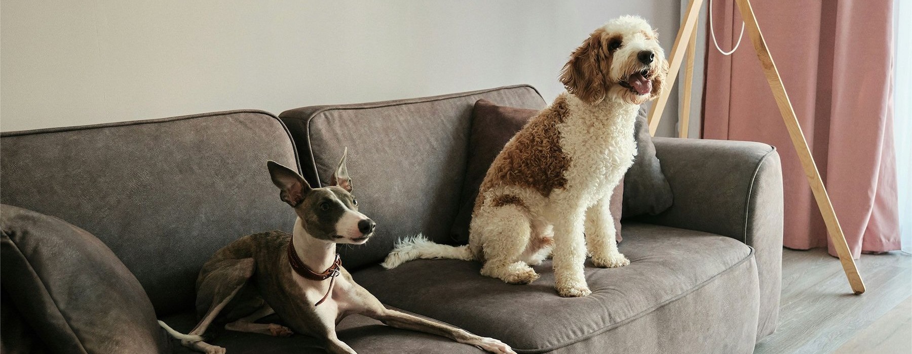 two dogs sitting on a couch